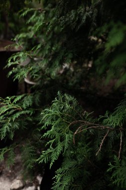 Kocaman, eski bir firma. Kocaman bir geçmişi olan sert bir ağaç. Telefon duvar kağıdı