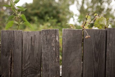 Arka bahçede çöp var. Atıkların doğru sıralanması dünyadaki ekolojik durumu iyileştirecektir. Yeniden kullanım da durumu iyileştirecektir. 