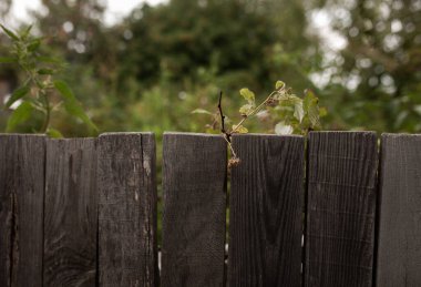 Arka bahçede çöp var. Atıkların doğru sıralanması dünyadaki ekolojik durumu iyileştirecektir. Yeniden kullanım da durumu iyileştirecektir. 
