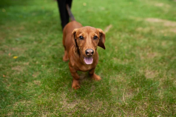Köpekler bahçede eğleniyor. Yatakları çiğne ve havuç yuvarla.