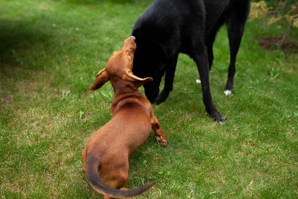 Cães Divertindo Jardim Trample Sobre Camas Rolar Cenouras — Fotografia de Stock