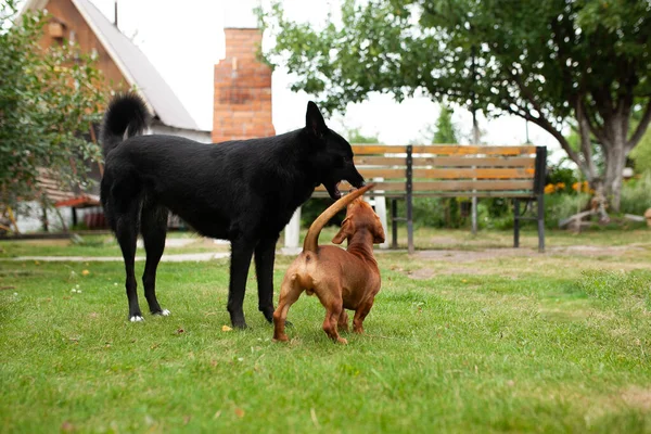 Honden Hebben Plezier Tuin Trample Bedden Rol Wortelen — Stockfoto