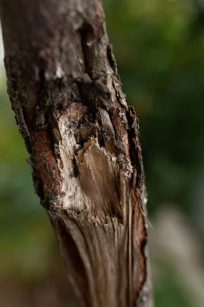 Der Baum Brach Und Hinterließ Eine Schöne Textur — Stockfoto