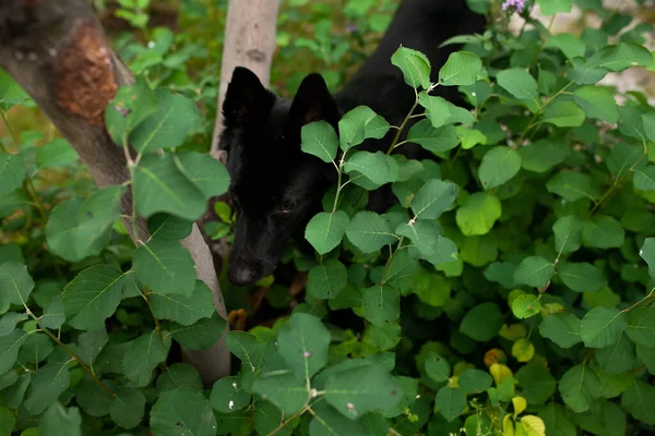 Köpekler bahçede eğleniyor. Yatakları çiğne ve havuç yuvarla.