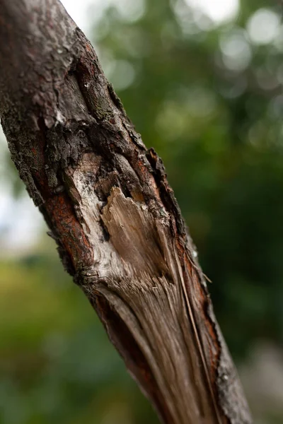 Der Baum Brach Und Hinterließ Eine Schöne Textur — Stockfoto