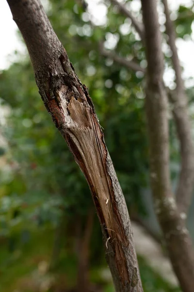 Árbol Rompió Dejó Una Textura Tan Hermosa —  Fotos de Stock