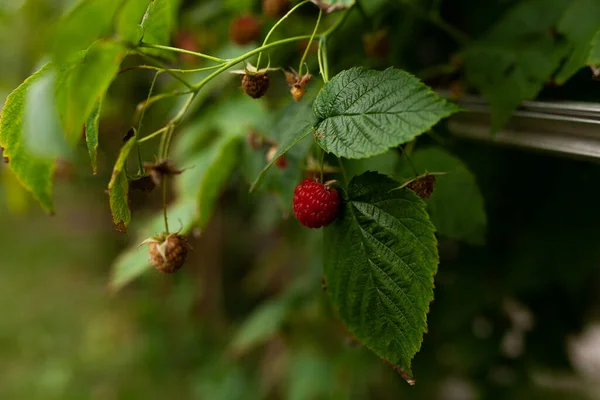 Ahududu çalıları. Çok tatlı ve lezzetli ahududu