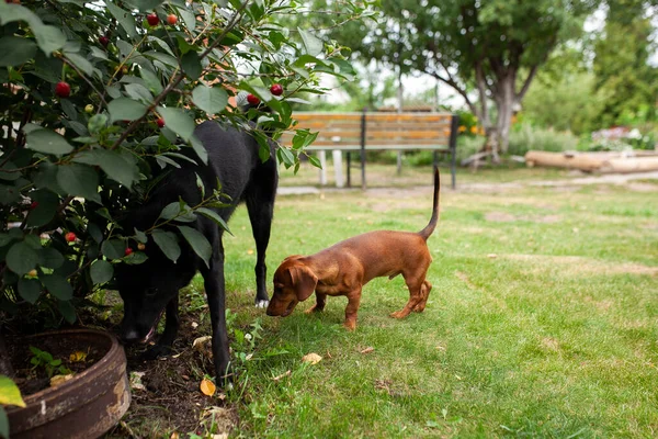 Honden Hebben Plezier Tuin Trample Bedden Rol Wortelen — Stockfoto