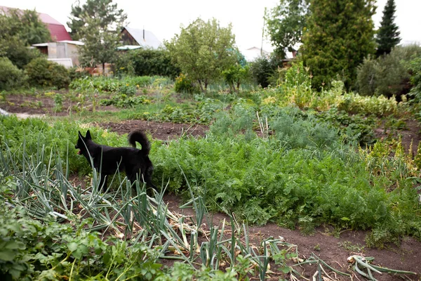 Cães Divertindo Jardim Trample Sobre Camas Rolar Cenouras — Fotografia de Stock