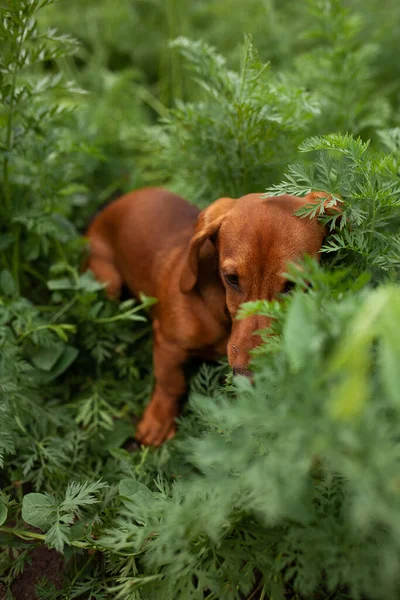 Dogs Having Fun Garden Trample Beds Roll Carrots — Stock Photo, Image