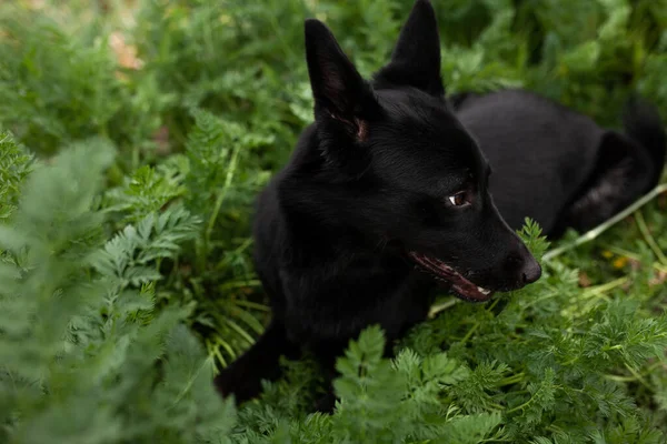 Cães Divertindo Jardim Trample Sobre Camas Rolar Cenouras — Fotografia de Stock