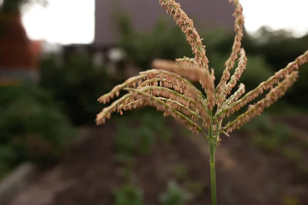 Bahçedeki mısır dikenleri