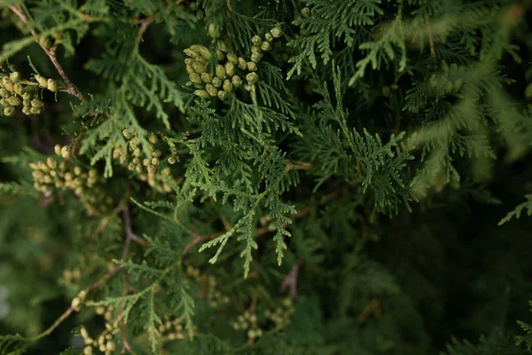 Kocaman, eski bir firma. Kocaman bir geçmişi olan sert bir ağaç. Telefon duvar kağıdı