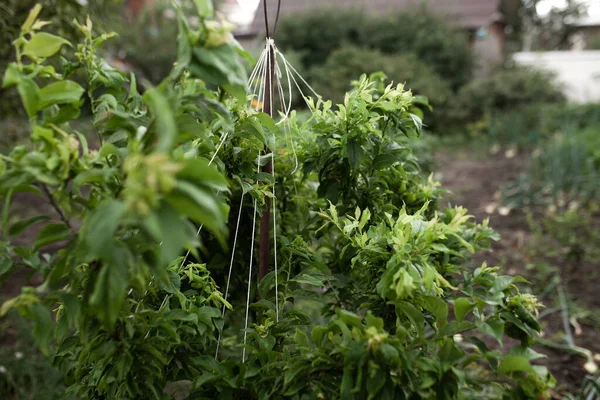 Varietà Riproduttrici Pere Mele Riproduzione Vegetale — Foto Stock