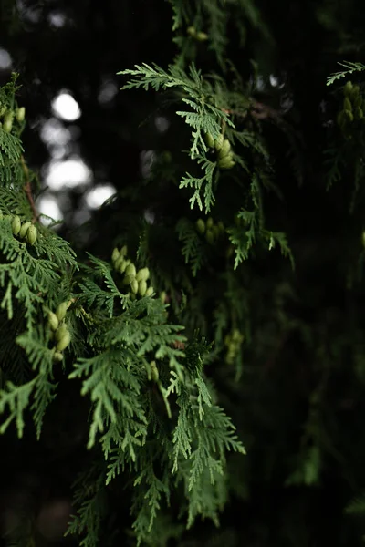 Huge Old Fir Rough Tree Huge History Phone Wallpaper — Stock Photo, Image