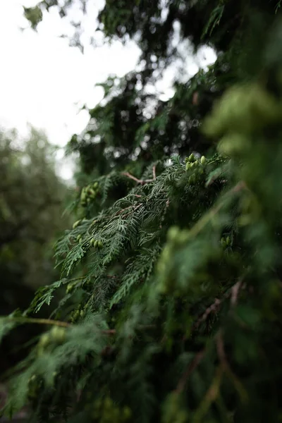 Kocaman, eski bir firma. Kocaman bir geçmişi olan sert bir ağaç. Telefon duvar kağıdı