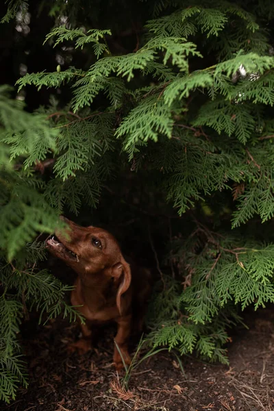 Pequeno Dachshund Tentando Comer Enorme Abeto — Fotografia de Stock