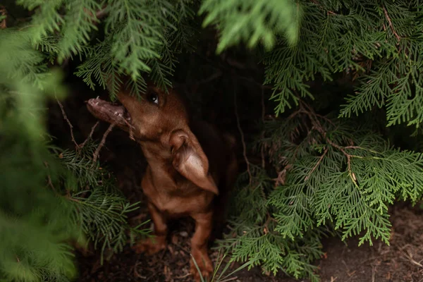 Küçük dachshund büyük bir köknar yemeye çalışıyor.