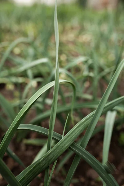 Bahçede yeşil soğan yatağı