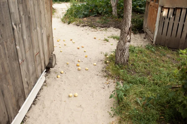 Maçã Jardim Maçãs Verdes São Deliciosas Saudáveis Quando Estão Maduros — Fotografia de Stock