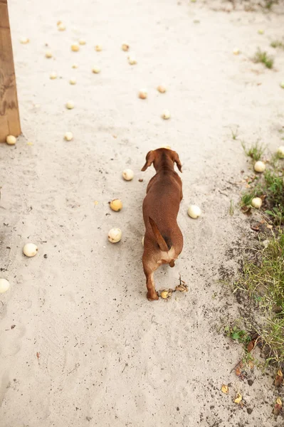 Appelboom Tuin Groene Appels Zijn Heerlijk Gezond Als Overrijp Zijn — Stockfoto