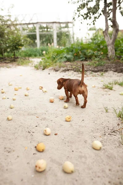 Appelboom Tuin Groene Appels Zijn Heerlijk Gezond Als Overrijp Zijn — Stockfoto