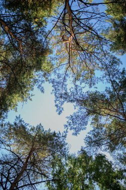 Çam ormanında bir sabah