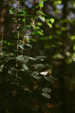 Çam ormanında bir sabah