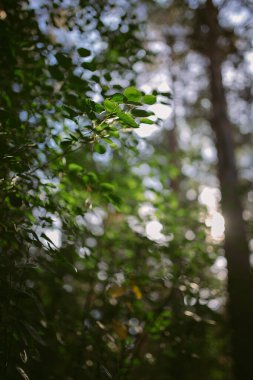 Çam ormanında bir sabah