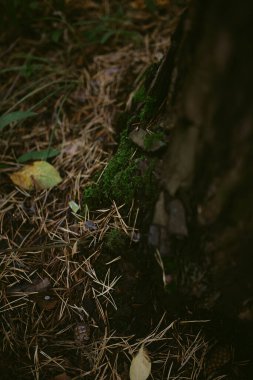 Çam ormanında bir sabah