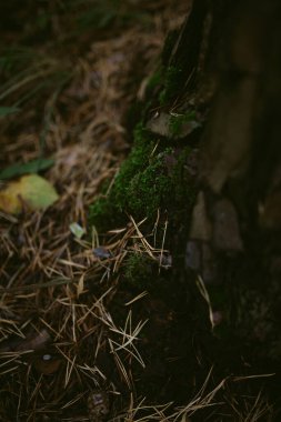 Çam ormanında bir sabah