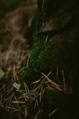 Çam ormanında bir sabah