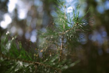 Çam ormanında bir sabah