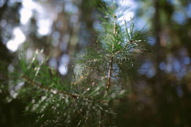 Çam ormanında bir sabah