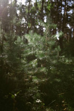 Çam ormanında bir sabah