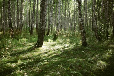 Çam ormanında bir sabah