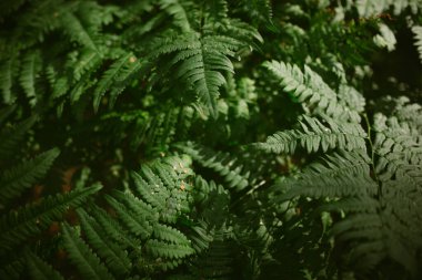 Çam ormanında bir sabah