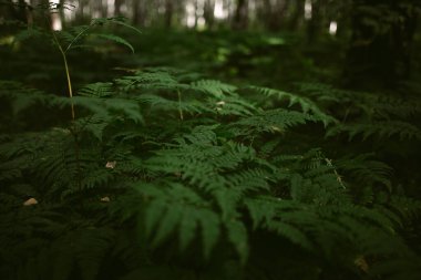 Çam ormanında bir sabah