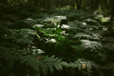 Çam ormanında bir sabah