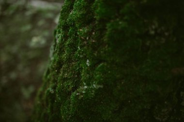 Çam ormanında bir sabah