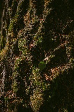 Çam ormanında bir sabah