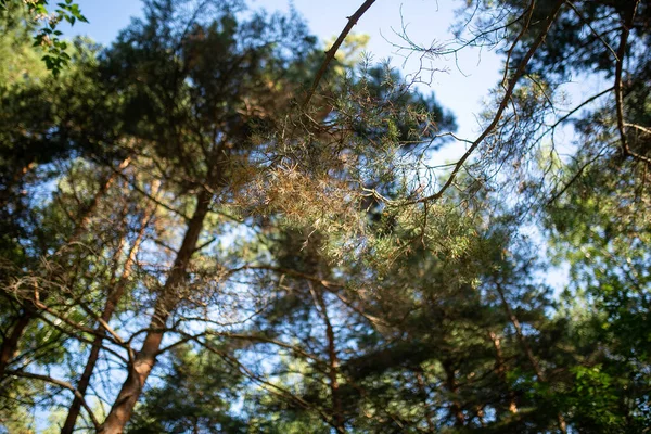 Çam ormanında bir sabah