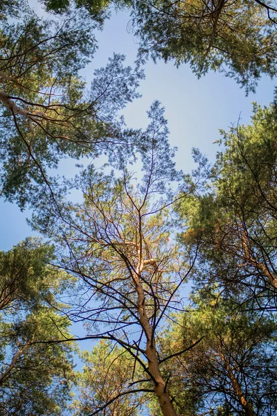 Matin Dans Une Pinède — Photo