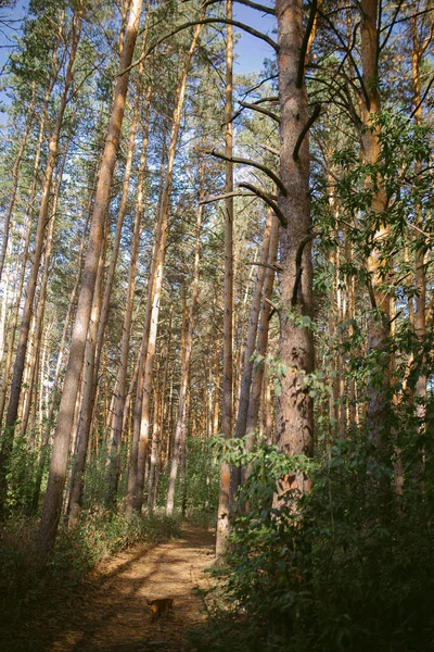 松林の中の朝 — ストック写真