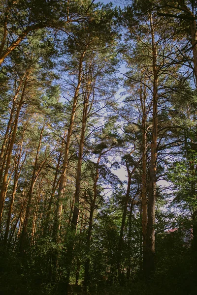 Çam ormanında bir sabah