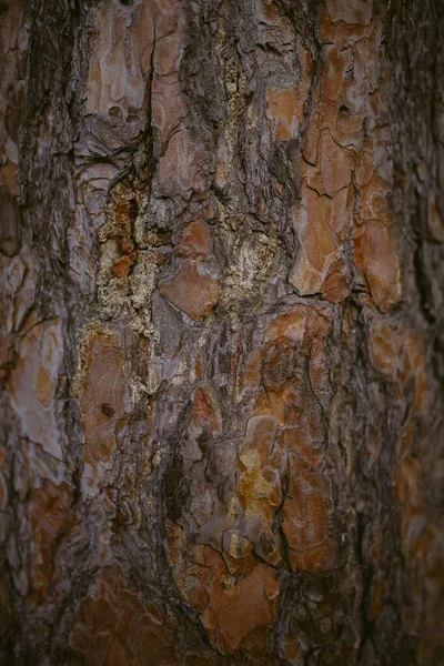 Morgen Einem Kiefernwald — Stockfoto