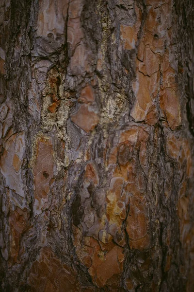 Morgon Tallskog — Stockfoto