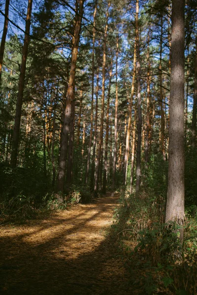 Çam ormanında bir sabah