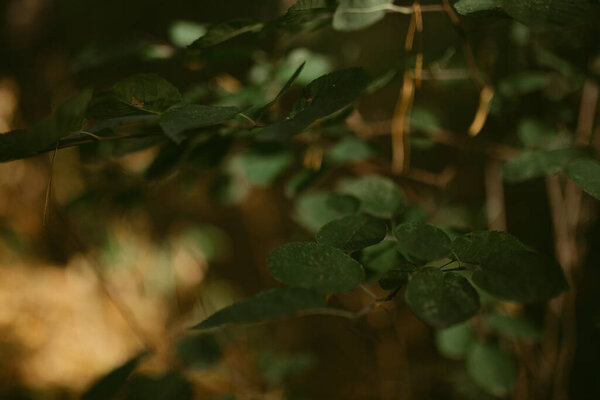 Morning in a pine forest