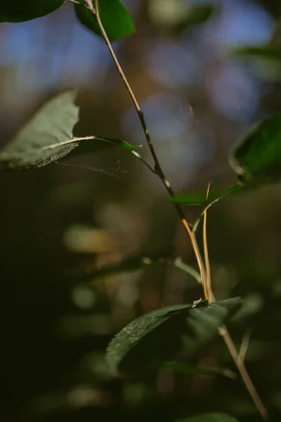 Çam ormanında bir sabah